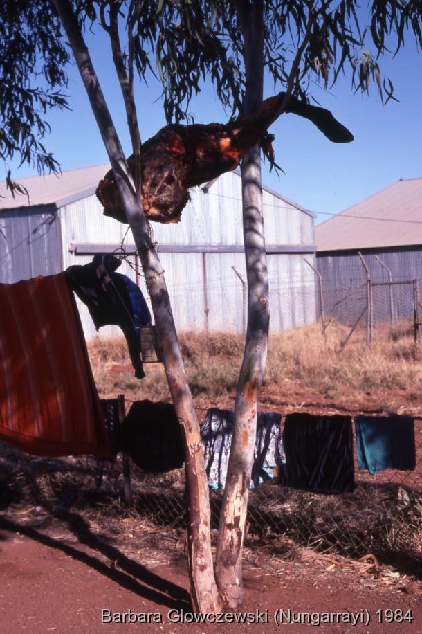 Fieldwork, Lajamanu 1984 / Killed cow / Barbara Glowczewski / Lajamanu, Tanami Desert, Central Australia, NT
