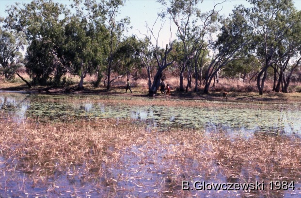 Hunting, Lajamanu 1984 (2) / Waterhole; Training to film / Barbara Glowczewski / 28 miles (from Lajamanu), Tanami Desert, Central Australia