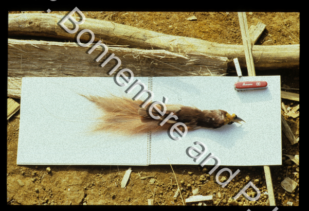Ethnobotanique, Ethnozoologie / Paradisier de Raggi (Paradisaea raggiana) femelle ? / Pierre Lemonnier & Pascale Bonnemère / Papuasie Nouvelle-Guinée