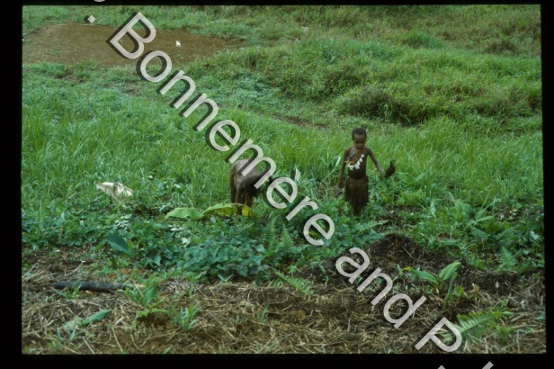Jardinage / Jardinage / Pierre Lemonnier & Pascale Bonnemère / Papuasie Nouvelle-Guinée
