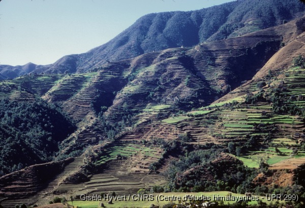 Vallée de Kathmandu c.1971 / Rizières derrière Pharping, depuis la colline d'Asura.  / Hyvert, Gisèle  / Pharping (Kathmandu district), Népal 