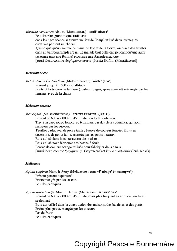 Inventaire ethnobotanique ankave / Ankave Ethnobotany / Inventaire ethnobotanique ankave / Ankave Ethnobotany / Bonnemère, Pascale /  Papua New Guinea/ Papouasie-Nouvelle-Guinée