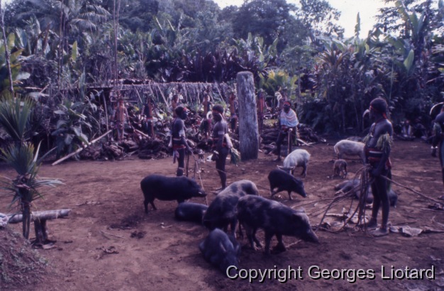 Funérailles à  Malakula (Malekula, Mallicolo) Vanuatu / On amène les cochons sur le Nasara. Les cochons sont reliés entre eux par des cordelettes en fibre. Certains seront exécutés, d'autres pas. / Liotard, Georges / Lamap, Malekula, Vanuatu