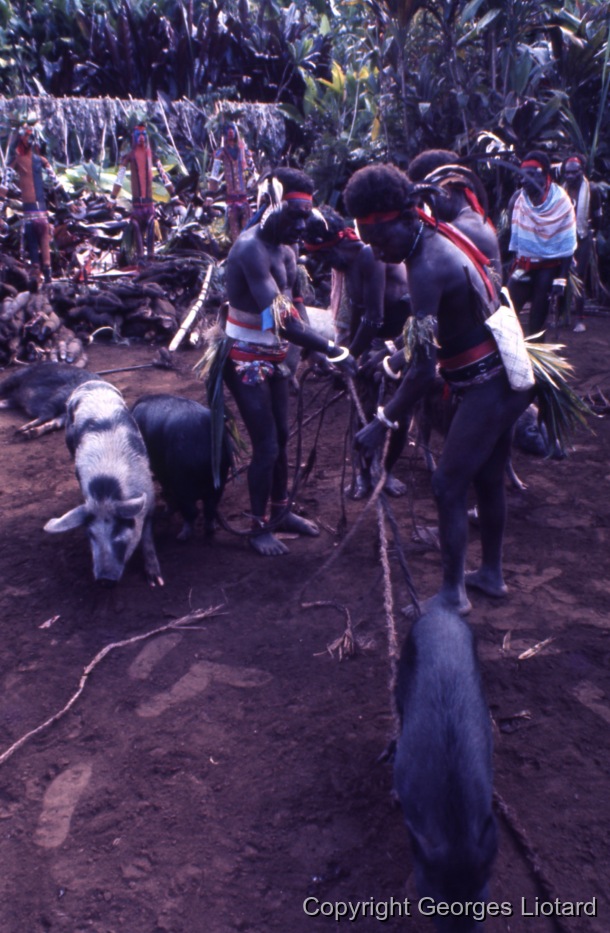Funérailles à  Malakula (Malekula, Mallicolo) Vanuatu / On amène les cochons sur le Nasara. Les cochons sont reliés entre eux par des cordelettes en fibre. Certains seront exécutés, d'autres pas. / Liotard, Georges / Lamap, Malekula, Vanuatu