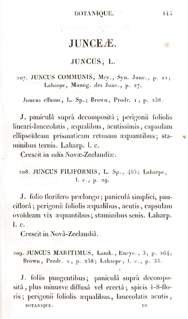 Voyage de découvertes de l'Astrolabe. Botanique / Junceae / Lesson, Pierre-Adolphe et A. Richard / 