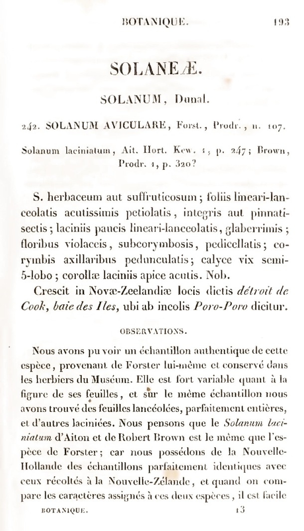 Voyage de découvertes de l'Astrolabe. Botanique / Solaneae / Lesson, Pierre-Adolphe et A. Richard / 