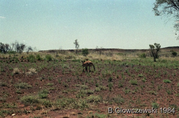 Hunting, Lajamanu 1984 (2) / Kurlungalinpa / Barbara Glowczewski / Tanami desert, Central Australia