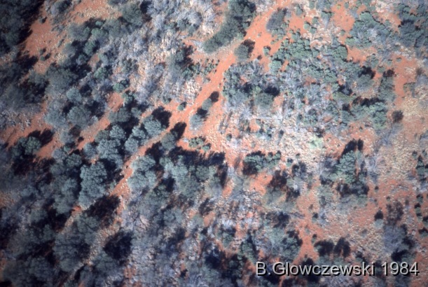Aerials 1984: Lajamanu and the Tanami desert / Aerial shots from Lajamanu to Yuendumu / Barbara Glowczewski / Tanami Desert, Central Australia