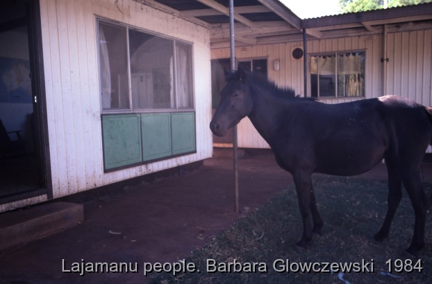 The Warlpiri Baptist Church:  Lajamanu and Yuendumu, 1984 / Horse in front of the mission's flat / Barbara Glowczewski / Lajamanu and Yuendumu, Tanami Desert, Central Australia