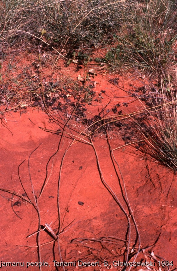 Hunting, Warlpiri people, Lajamanu 1984 (1) / Puurda vine, Hunting (wirliniyi), digging for yam & goanna  / Barbara Glowczewski / Kurlungalinpa road (Buchanan hill), Tanami desert, Central Australia