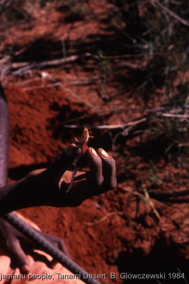 Hunting, Warlpiri people, Lajamanu 1984 (1) / Woman holding a ???????  digging for yam & goanna  / Barbara Glowczewski / Kurlungalinpa road (Buchanan hill), Tanami desert, Central Australia
