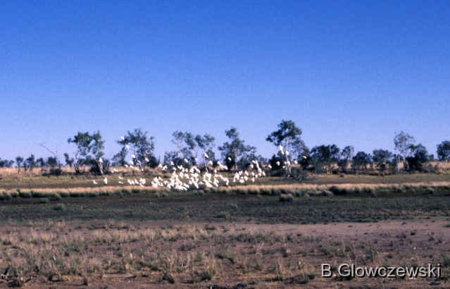 Lajamanu 1988 / Camping with the Barbara Gibson family in their outstation / Barbara Glowczewski / Kurlungalinpa and Duck Pond, Tanami desert, Central Australia
