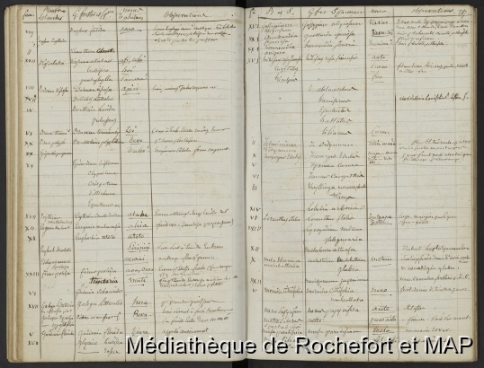 Documents sur Tahiti (B172996201_MS_00059) / Documents sur Tahiti (B172996201_MS_00059) / Lesson, Pierre-Adolphe /  French Polynesia/ Polynésie Française