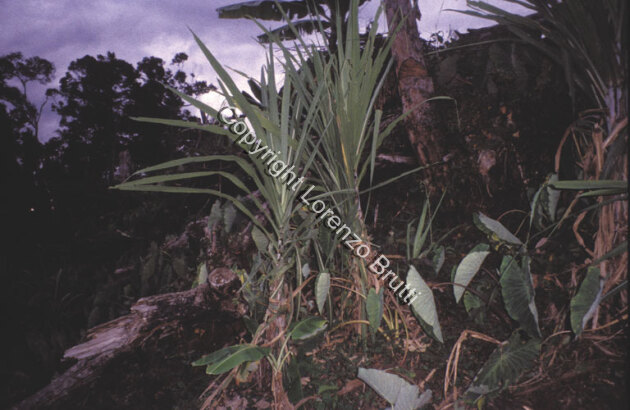 Hewa Jardins, Brutti Lorenzo / Hewa Jardins, Brutti Lorenzo / Lorenzo Brutti / Papua New Guinea