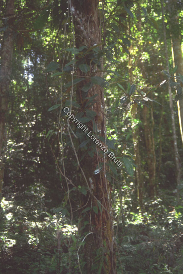 Oksapmin ethnobotany / Oksapmin ethnobotany / Lorenzo Brutti / Papua New Guinea
