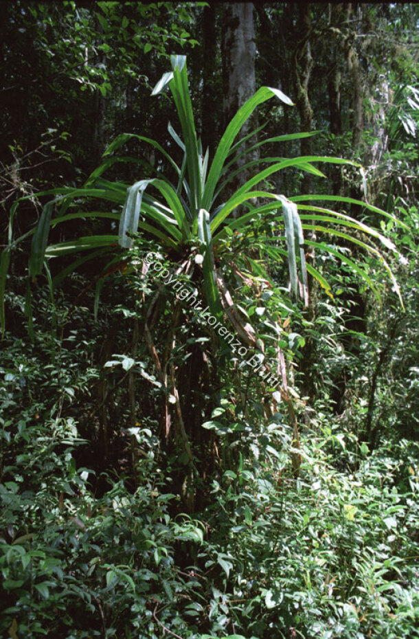 Oksapmin ethnobotany / Oksapmin ethnobotany / Lorenzo Brutti / Papua New Guinea