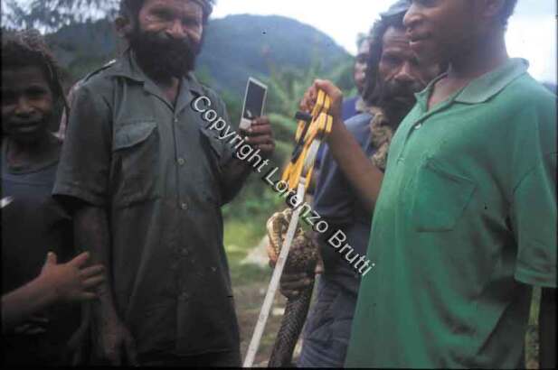 Oksapmin Ethnozoology / Oksapmin Ethnozoology / Lorenzo Brutti / Papua New Guinea