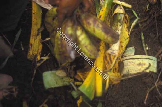 Oksapmin horticulture, bananas / Oksapmin horticulture, bananas / Lorenzo Brutti / Papua New Guinea