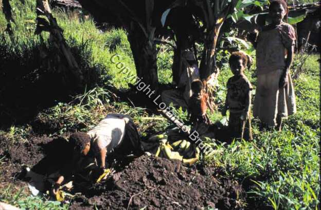 Oksapmin horticulture, bananas / Oksapmin horticulture, bananas / Lorenzo Brutti / Papua New Guinea