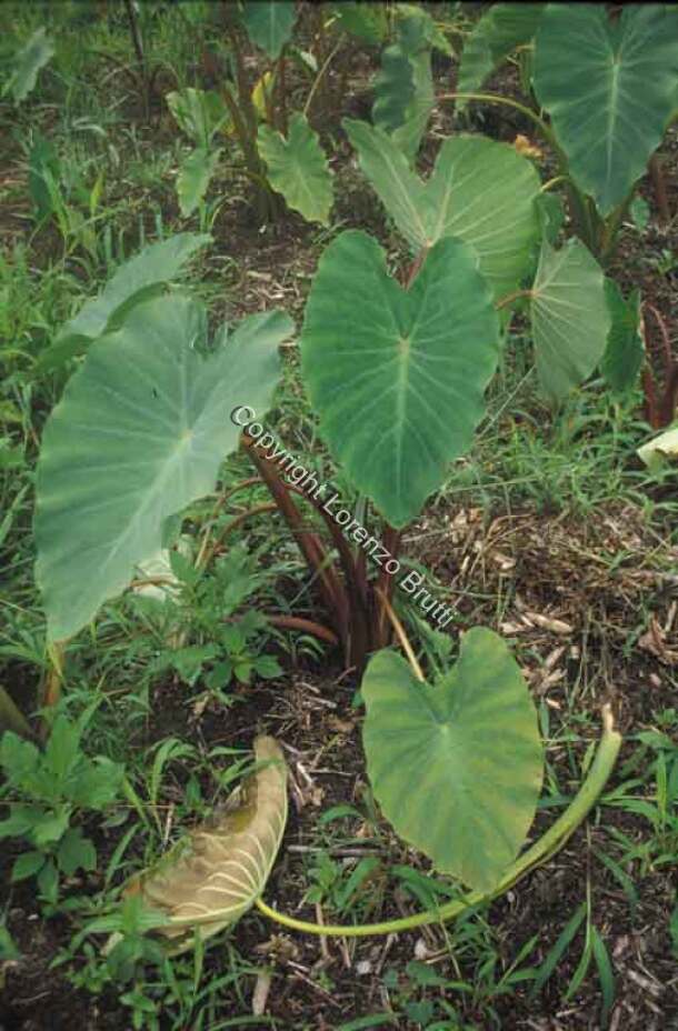 Oksapmin horticulture, taro / Oksapmin horticulture, taro / Lorenzo Brutti / Papua New Guinea