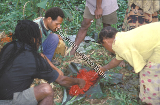 Oksapmin Pandanus / Oksapmin Pandanus / Lorenzo Brutti / Papua New Guinea