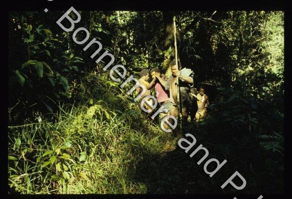 Cochons / Cochons / Bonnemère, Pascale; Lemonnier, Pierre / Papua New Guinea, Anga Ankave