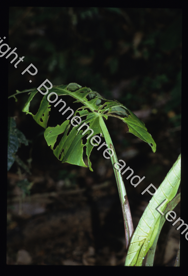 Ethnobotanique, Ethnozoologie / Alocasia nicolsonii (identification de Patrick Blanc, d'après photo) / Pierre Lemonnier & Pascale Bonnemère / Papuasie Nouvelle-Guinée
