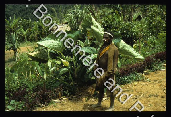 Ethnobotanique, Ethnozoologie / Idzadze Maadze akwiye (William) devant un plant de Xanthosoma sagittifolium (taro KK) / Pierre Lemonnier & Pascale Bonnemère / Papuasie Nouvelle-Guinée