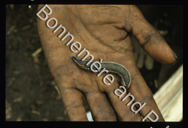 Ethnobotanique, Ethnozoologie / Ethnobotanique, Ethnozoologie / Pierre Lemonnier & Pascale Bonnemère / Papuasie Nouvelle-Guinée