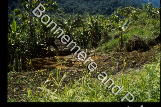 Jardins Paysages / Jardins Paysages / Bonnemère, Pascale; Lemonnier, Pierre /  Papua New Guinea/ Papouasie-Nouvelle-Guinée