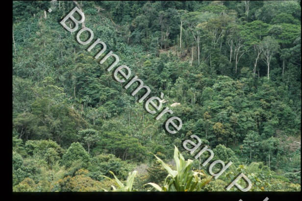 Jardins Paysages / Jardins Paysages / Bonnemère, Pascale; Lemonnier, Pierre /  Papua New Guinea/ Papouasie-Nouvelle-Guinée