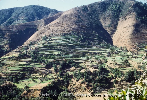 Vallée de Kathmandu c.1971 / Rizières derrière Pharping, depuis la colline d'Asura.  / Hyvert, Gisèle  / Pharping (Kathmandu district), Népal 