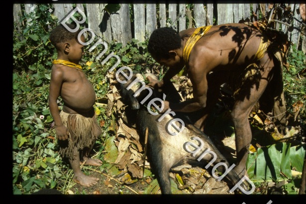 Préparation et découpe du cochon / Préparation et découpe du cochon / Pierre Lemonnier & Pascale Bonnemère / Papuasie Nouvelle-Guinée