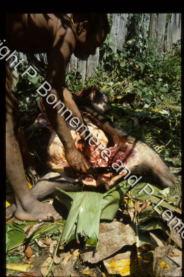 Préparation et découpe du cochon / Préparation et découpe du cochon / Pierre Lemonnier & Pascale Bonnemère / Papuasie Nouvelle-Guinée