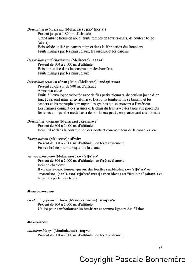 Inventaire ethnobotanique ankave / Ankave Ethnobotany / Inventaire ethnobotanique ankave / Ankave Ethnobotany / Bonnemère, Pascale /  Papua New Guinea/ Papouasie-Nouvelle-Guinée