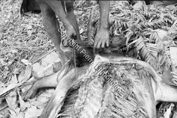 1987-88 Boucherie de Porcs / 1987-88 Boucherie de Porcs / Lemonnier, Pierre /  Papua New Guinea/ Papouasie-Nouvelle-Guinée