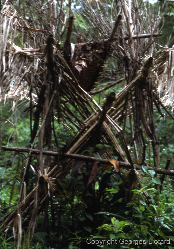 Funérailles à  Malakula (Malekula, Mallicolo) Vanuatu / Structure d'une plate-forme funéraire de femme: Structure en bambous et roseaux (wild-cane).  / Liotard, Georges / Lamap, Malekula, Vanuatu