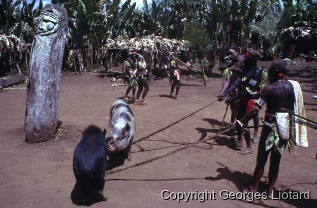 Funérailles à  Malakula (Malekula, Mallicolo) Vanuatu / Cochons sur le Nasara: Des cochons sont amenés et présentés sur le Nasara puis mis à l'écart en attendant de les sacrifier. / Liotard, Georges / Lamap, Malekula, Vanuatu