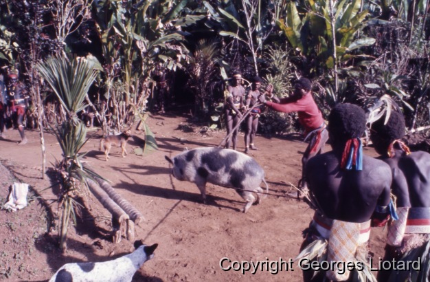 Funérailles à  Malakula (Malekula, Mallicolo) Vanuatu / Cochons mis à mort. Les cochons sont mis à mort au moyen d'une baïonnette montée sur un long manche en bois / Liotard, Georges / Lamap, Malekula, Vanuatu