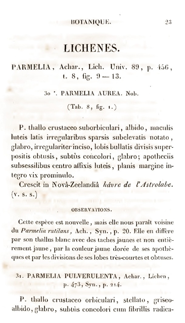 Voyage de découvertes de l'Astrolabe. Botanique / Lichenes / Lesson, Pierre-Adolphe et A. Richard / 