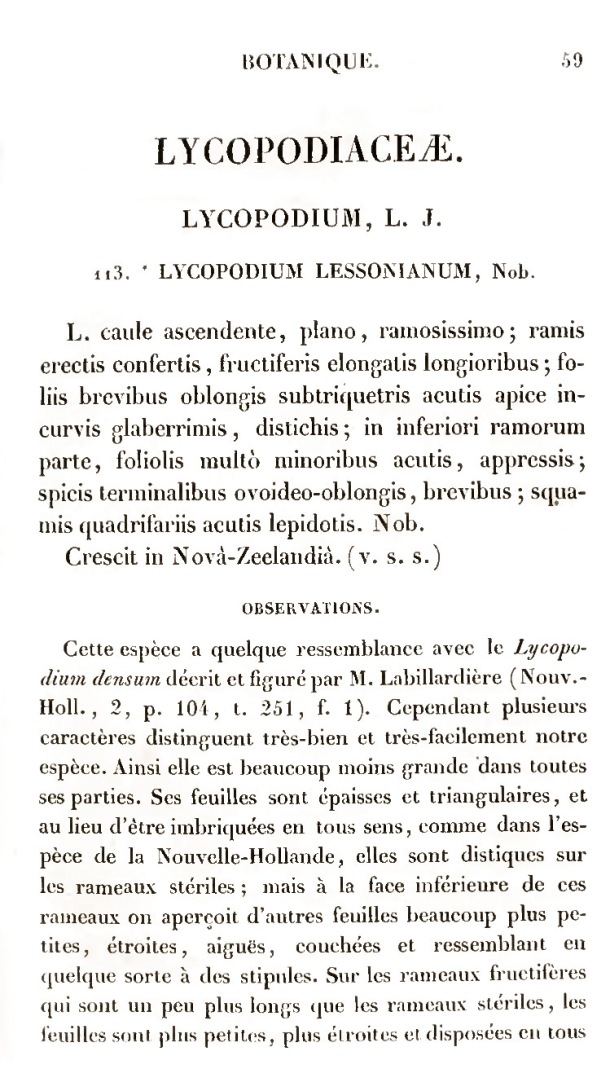 Voyage de découvertes de l'Astrolabe. Botanique / Lycopodiaceae / Lesson, Pierre-Adolphe et A. Richard / 