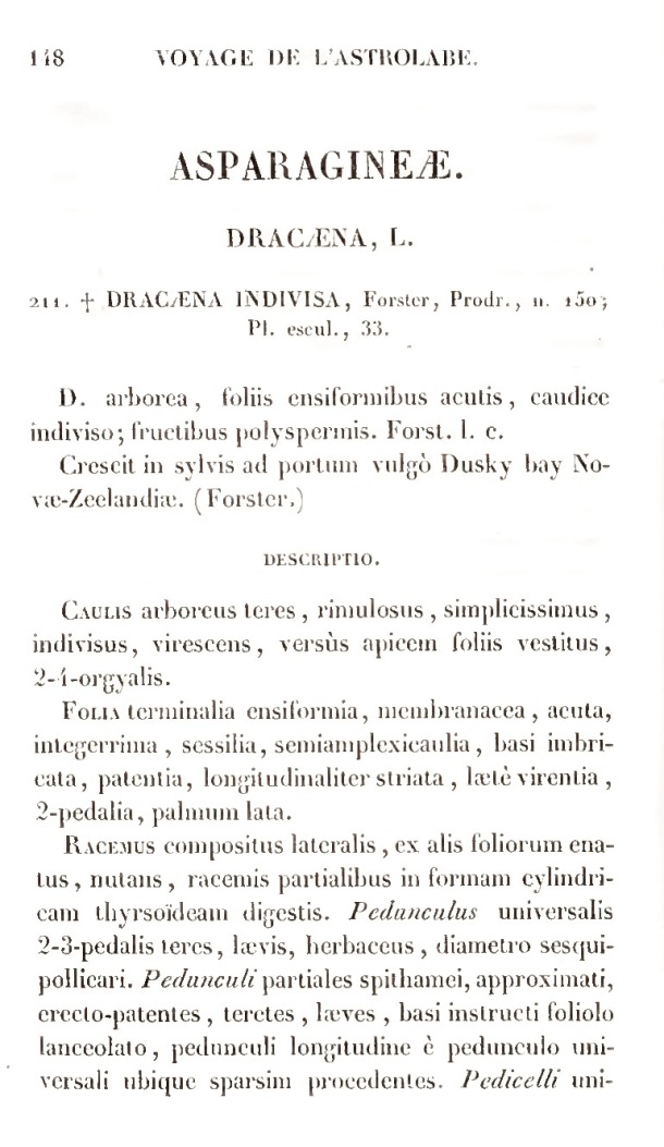 Voyage de découvertes de l'Astrolabe. Botanique / Asparagineae / Lesson, Pierre-Adolphe et A. Richard / 