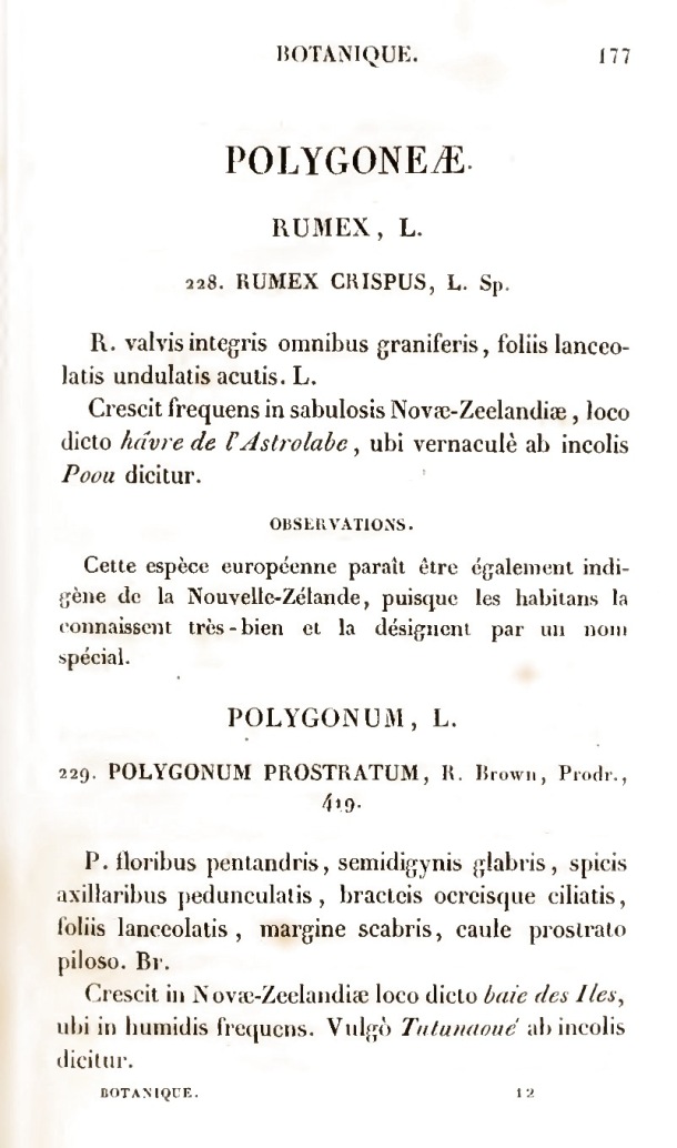 Voyage de découvertes de l'Astrolabe. Botanique / Polygoneae / Lesson, Pierre-Adolphe et A. Richard / 