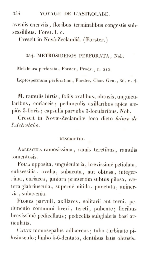 Voyage de découvertes de l'Astrolabe. Botanique / Voyage de découvertes de l'Astrolabe. Botanique / Lesson, Pierre-Adolphe et A. Richard / 