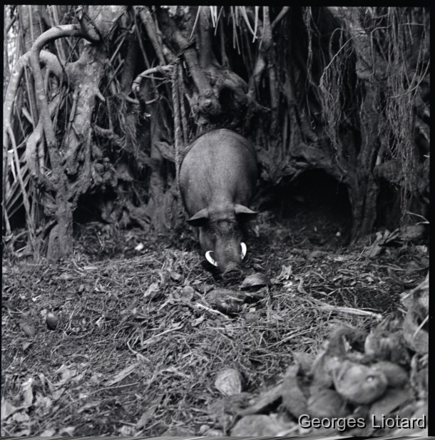 Ilôt  MALO / Cochon à dent attaché par une cordelette à la base d'un banian qui lui sert également d'abri / Georges Liotard / Villages d'Abunaress et de Narombe - Ile Malo - Vanuatu