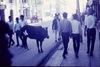 Vache et passants sur New Road. 