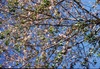 Arbre en fleur.