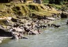 Lessive et troupeau au bord de la Bagmati. 