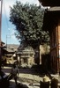 Arbre banian sur un petit temple.