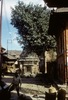 Arbre banian sur un petit temple. 